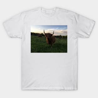 Scottish Highland Cattle Cow 2427 T-Shirt